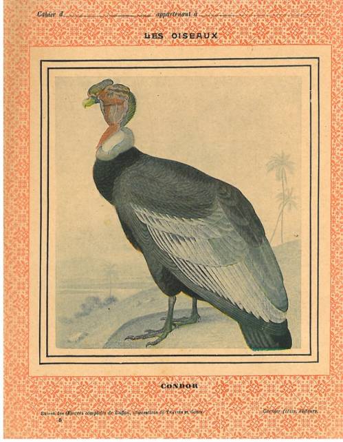 Série Oiseaux (Buffon / Traviès)