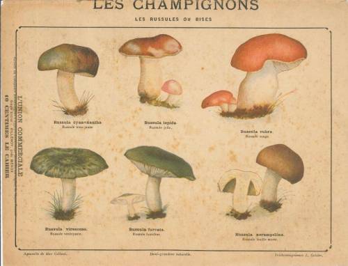 Série Champignons (Coll. Geisler)