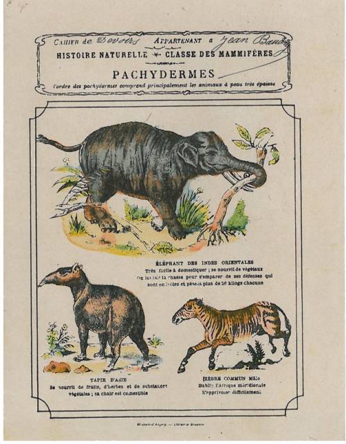 Série Classes zoologiques