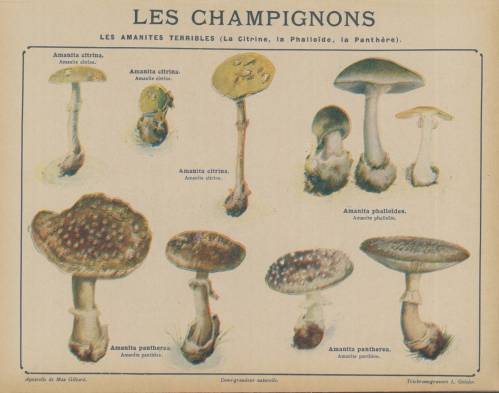 Série Champignons (Coll. Geisler))
